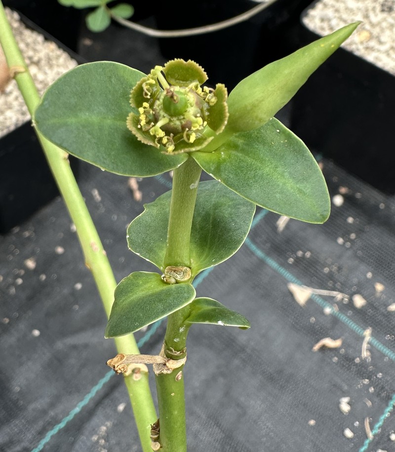 Euphorbia maritae photo 3
