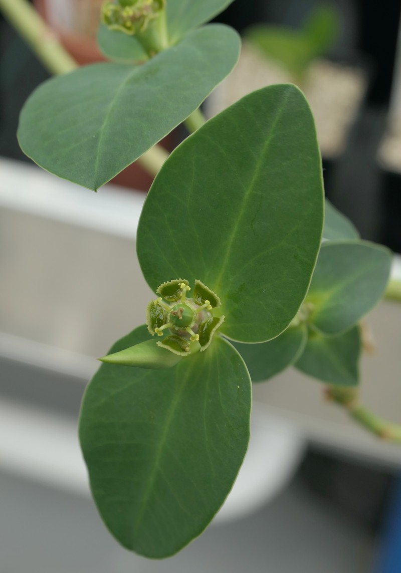 Euphorbia maritae photo 4