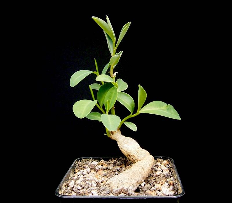 Euphorbia maritae photo 5