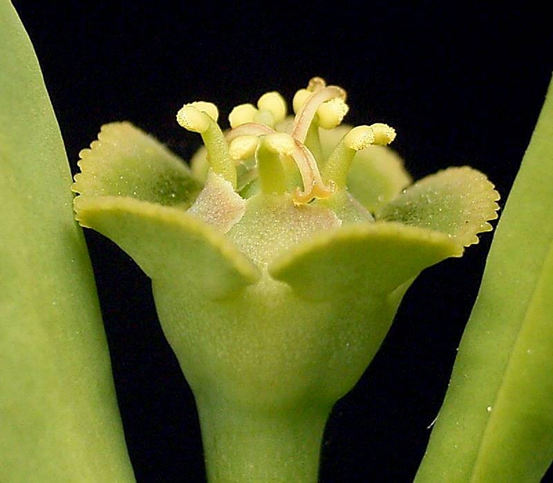 Euphorbia maritae photo 6