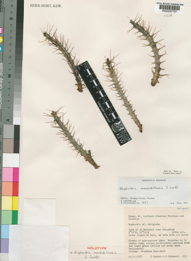 Euphorbia marsabitensis photo 3