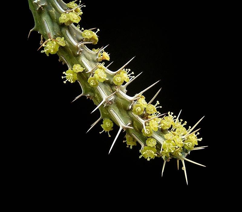 Euphorbia marsabitensis