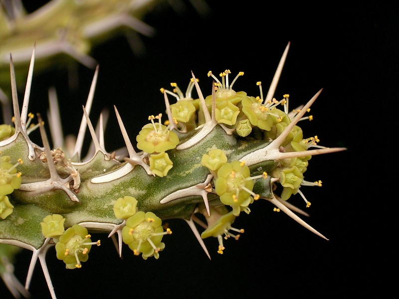 Euphorbia marsabitensis photo 4