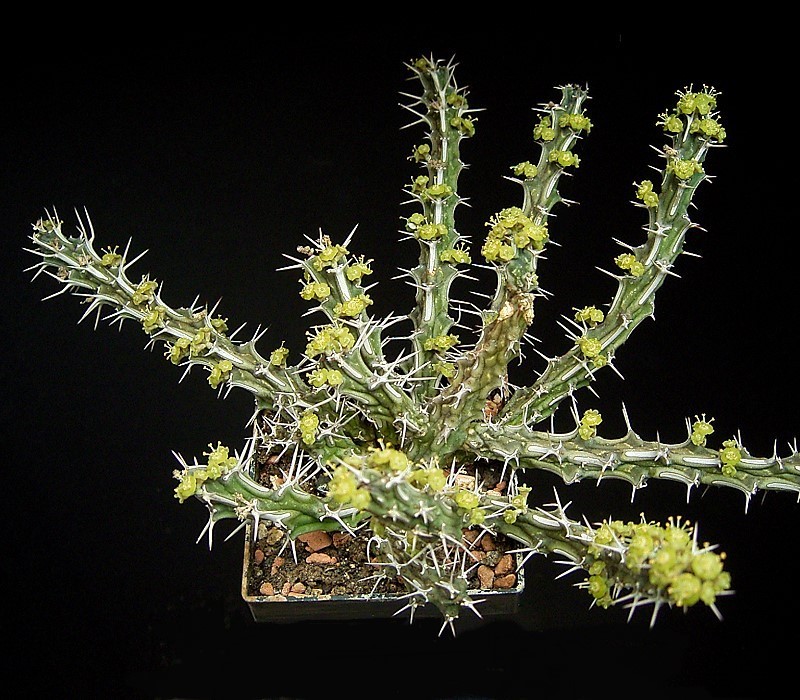 Euphorbia marsabitensis photo 5