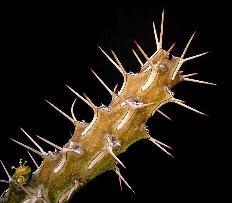 Euphorbia marsabitensis photo 6