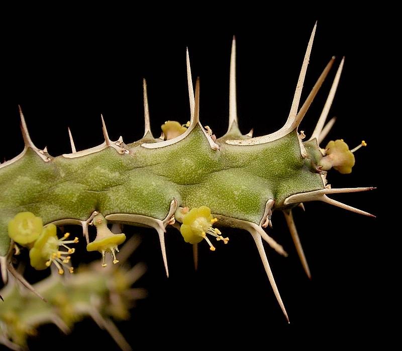 Euphorbia marsabitensis photo 7