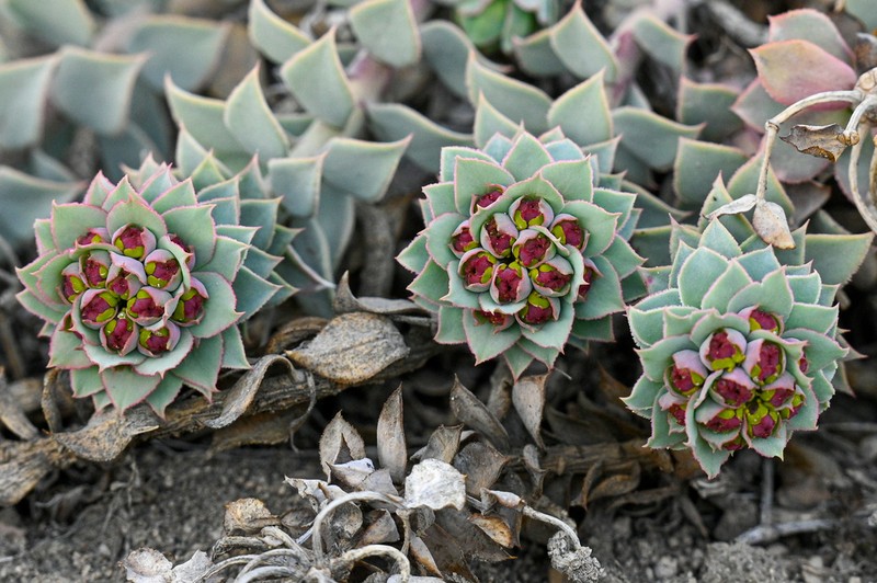 Euphorbia marschalliana