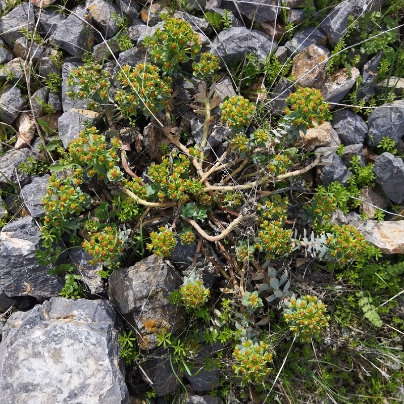 Euphorbia marschalliana photo 2
