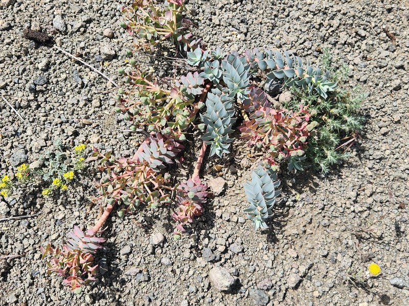 Euphorbia marschalliana photo 3