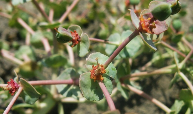 Euphorbia marschalliana photo 4