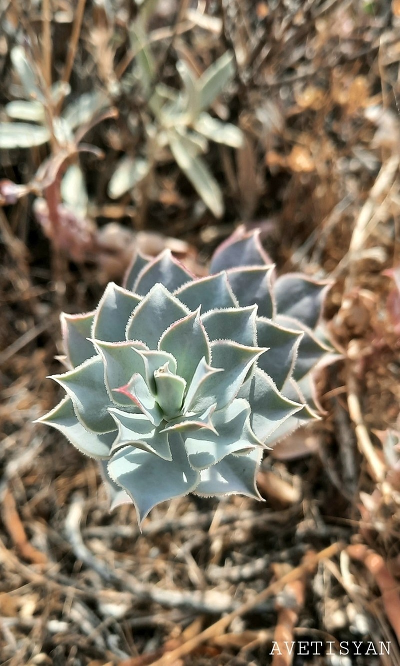 Euphorbia marschalliana photo 5