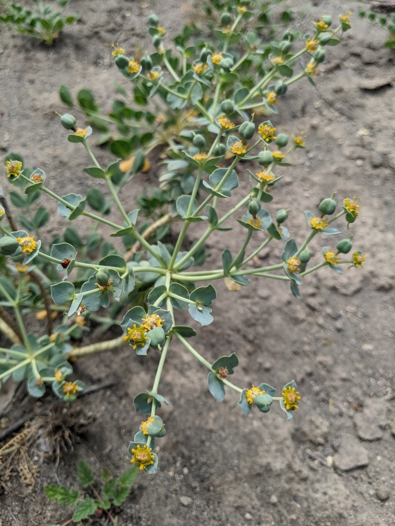 Euphorbia marschalliana photo 7