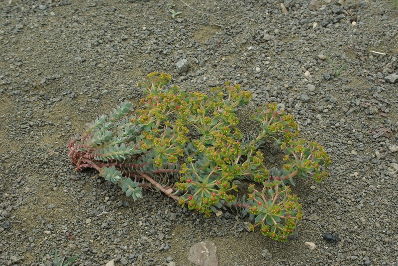 Euphorbia marschalliana photo 8