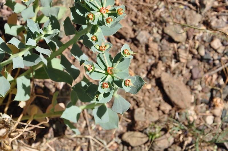 Euphorbia marschalliana subsp. armena