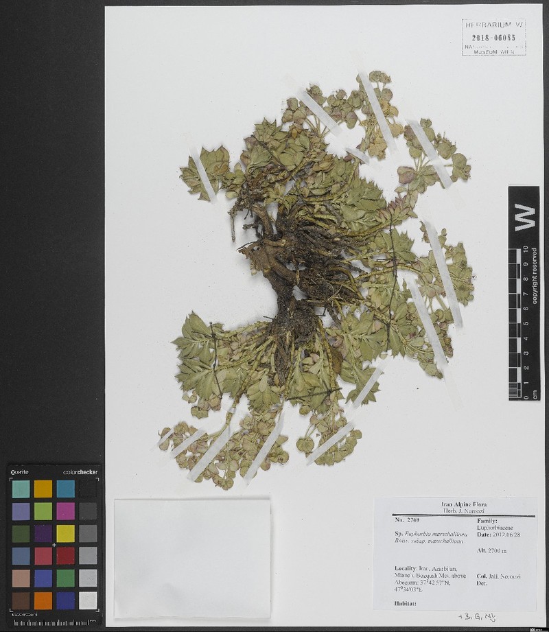 Euphorbia marschalliana subsp. marschalliana