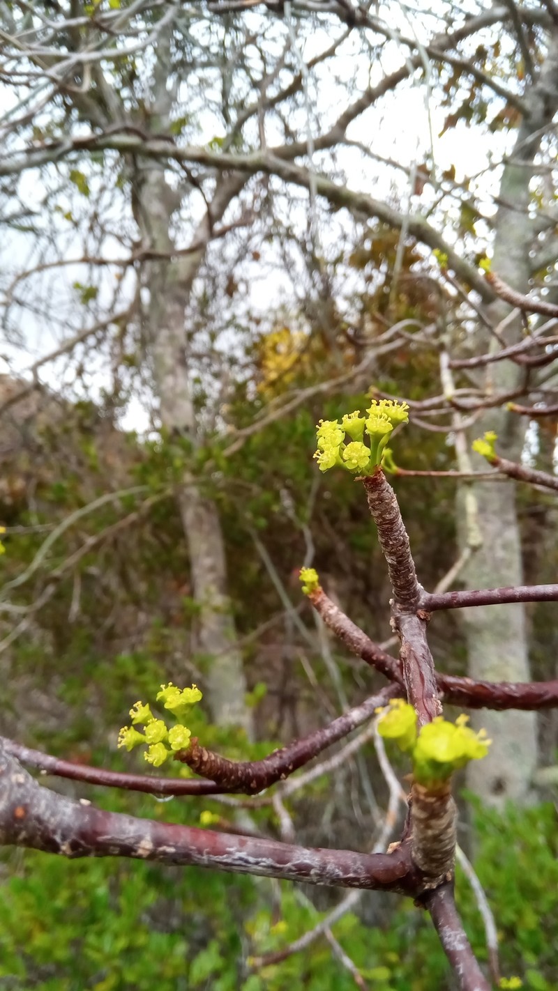 Euphorbia martinae photo 2