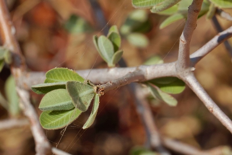 Euphorbia matabelensis photo 2