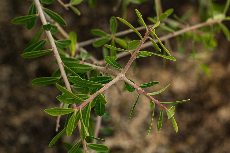 Euphorbia matabelensis photo 3