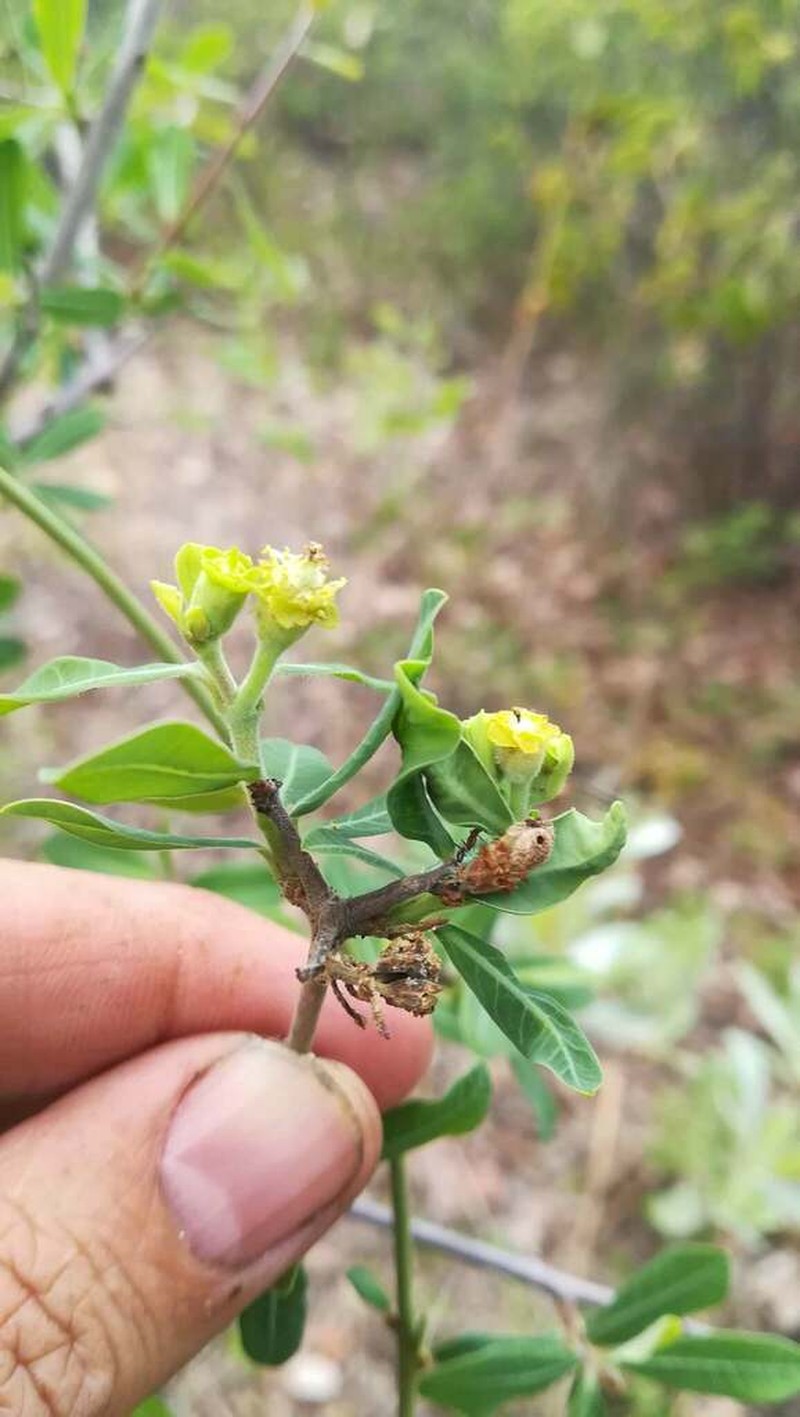 Euphorbia matabelensis photo 5