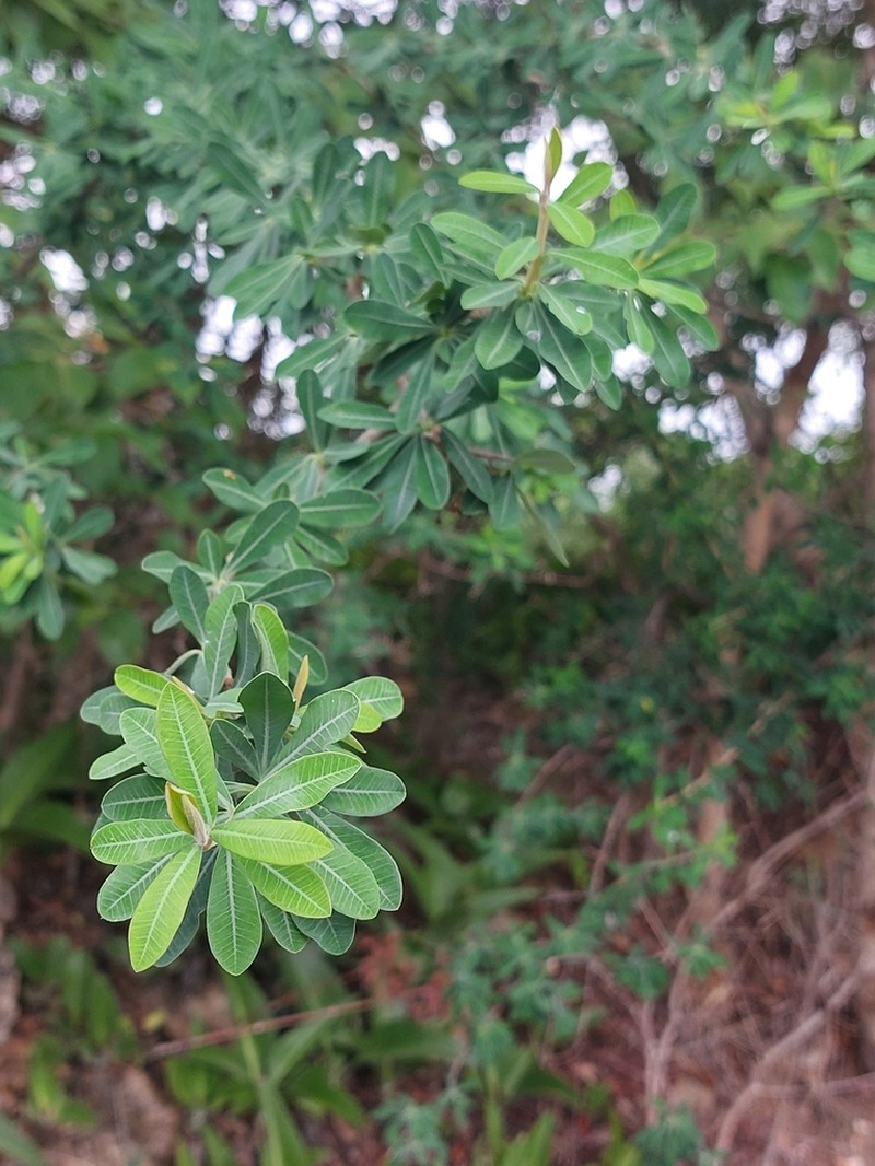 Euphorbia matabelensis photo 7