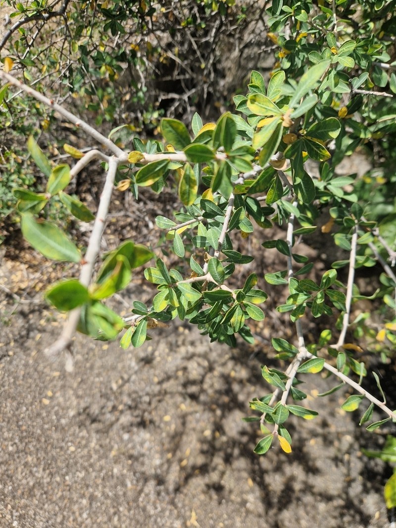 Euphorbia matabelensis photo 8