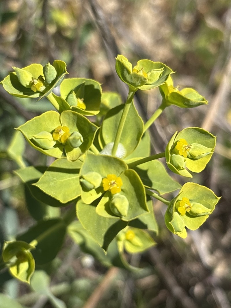 Euphorbia matritensis
