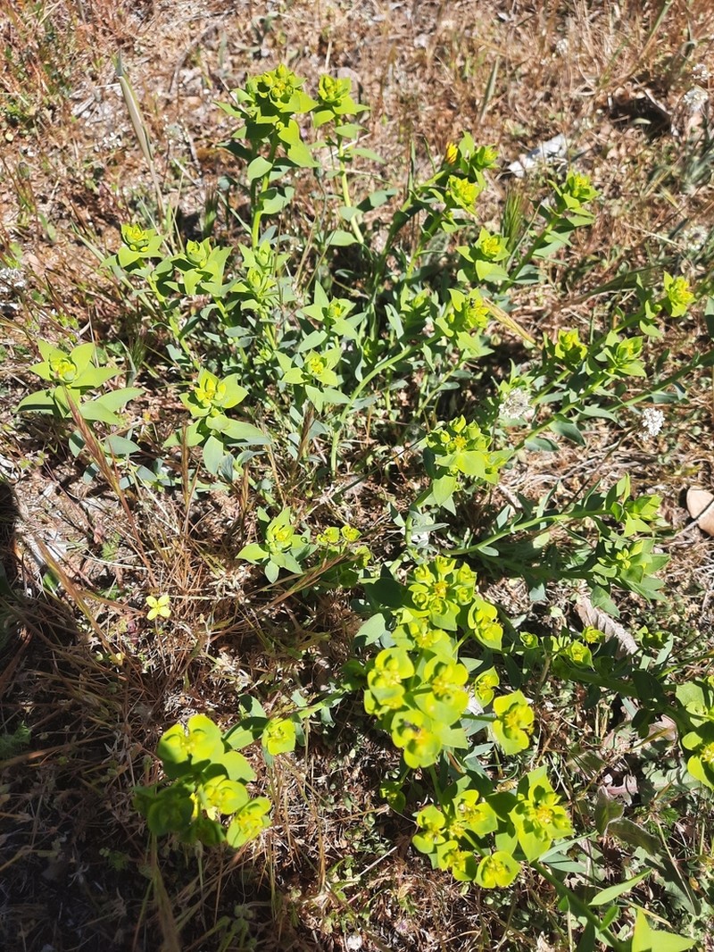 Euphorbia matritensis photo 2