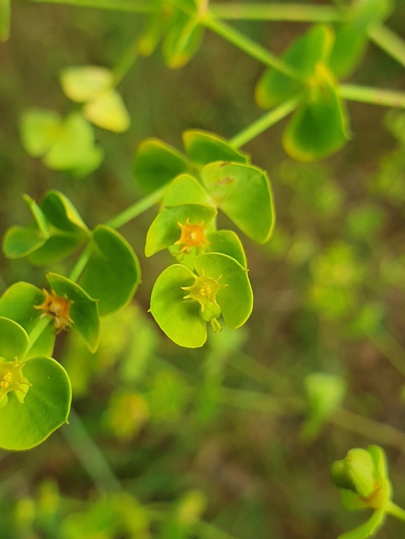 Euphorbia matritensis photo 3