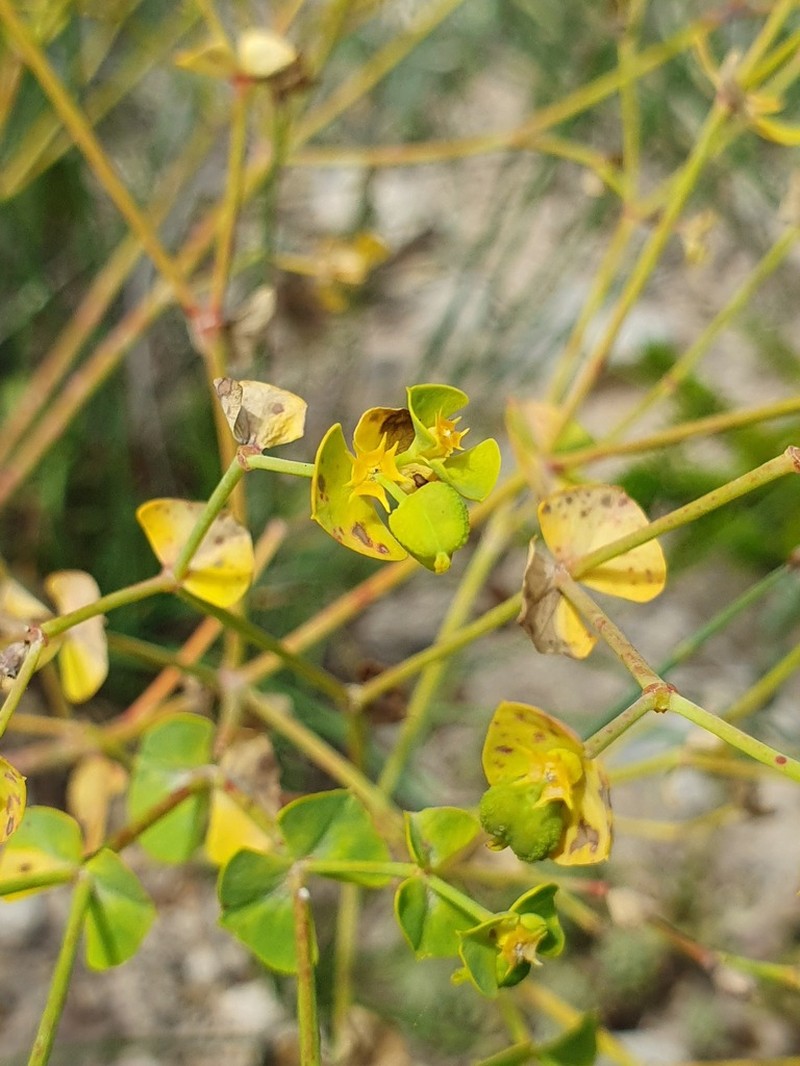 Euphorbia matritensis photo 4