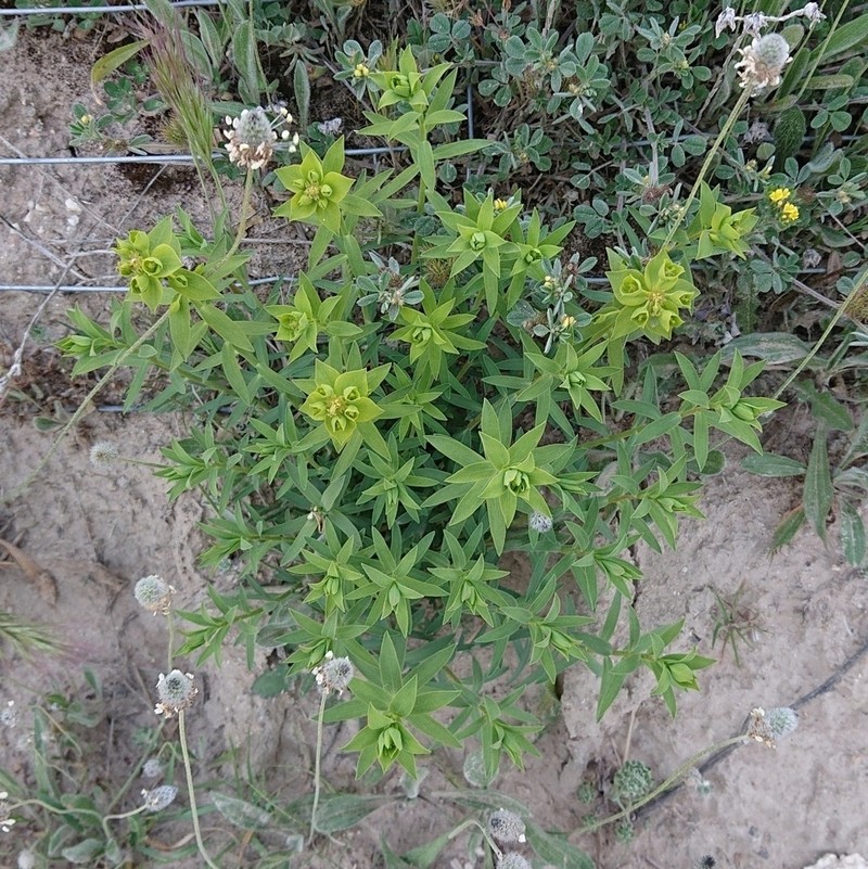 Euphorbia matritensis photo 5