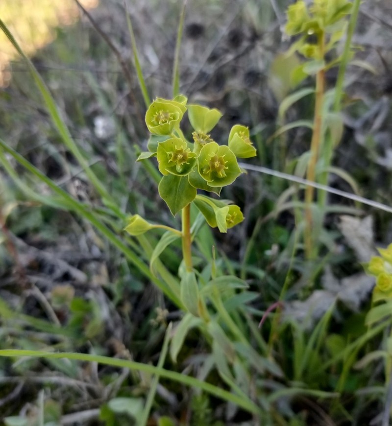 Euphorbia matritensis photo 6