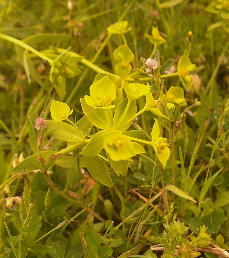 Euphorbia matritensis photo 7