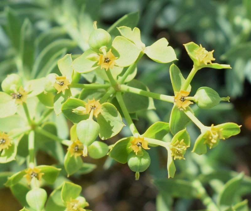 Euphorbia matritensis photo 8