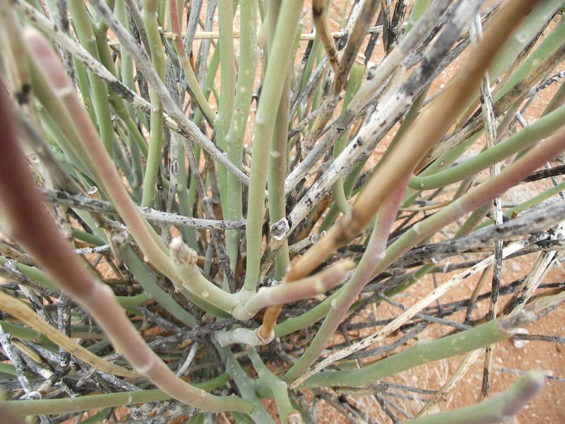 Euphorbia mauritanica
