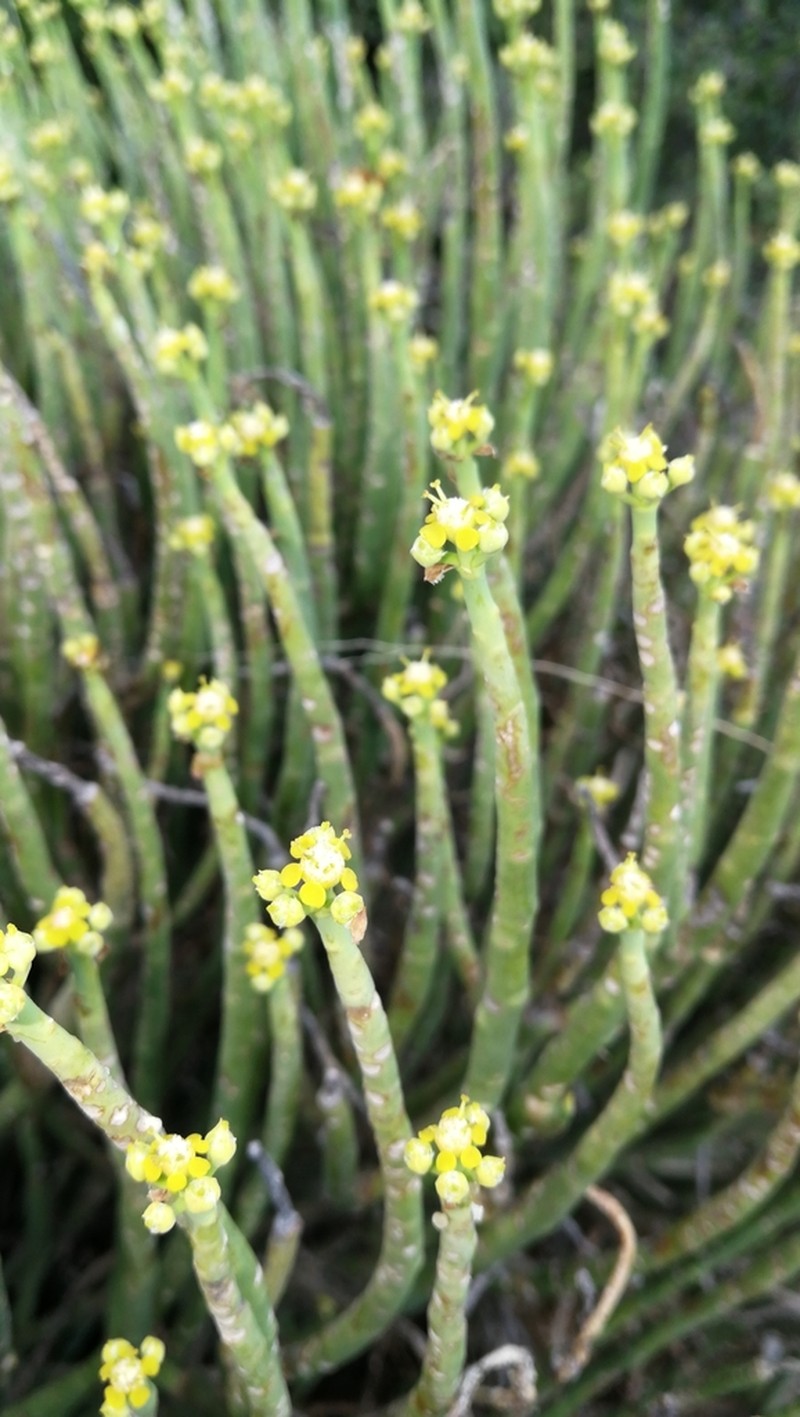 Euphorbia mauritanica photo 2