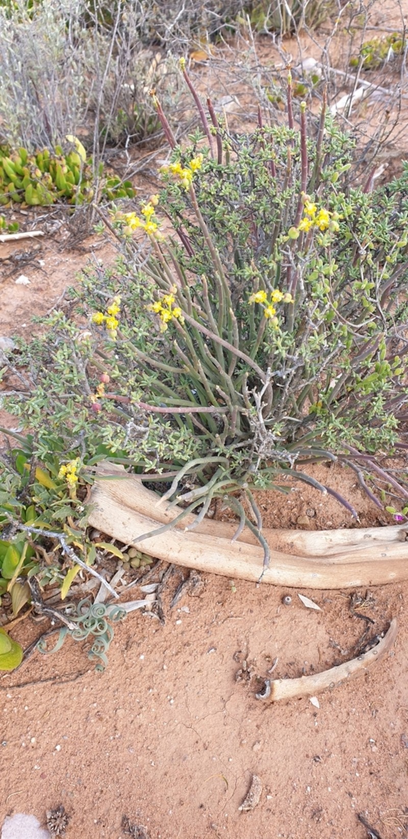 Euphorbia mauritanica photo 4
