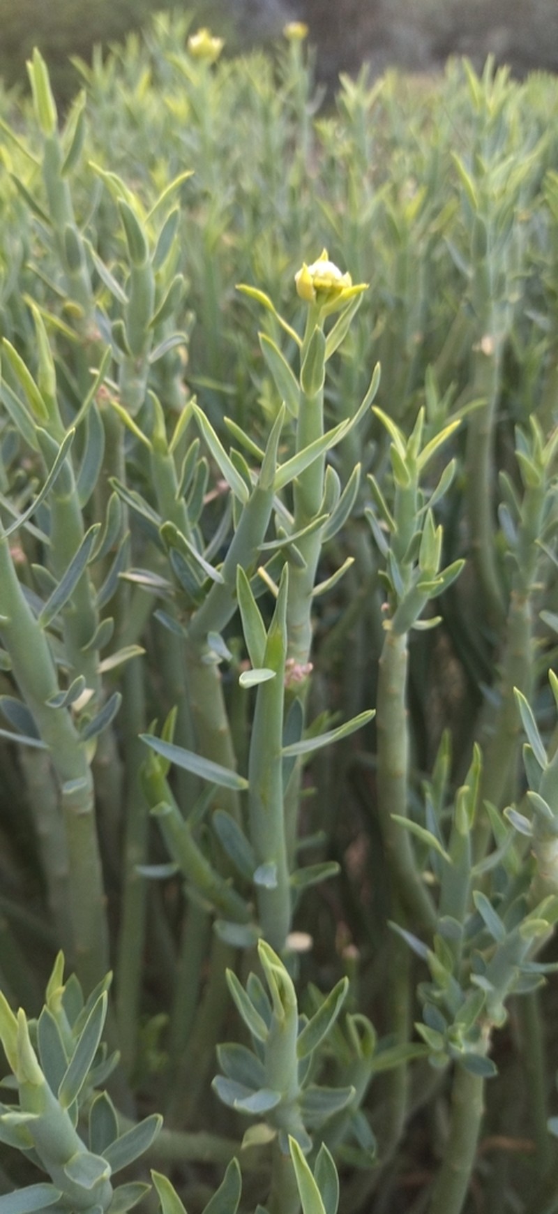 Euphorbia mauritanica photo 5