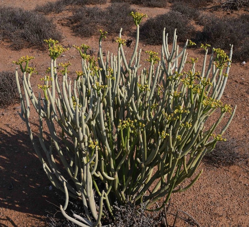 Euphorbia mauritanica photo 6