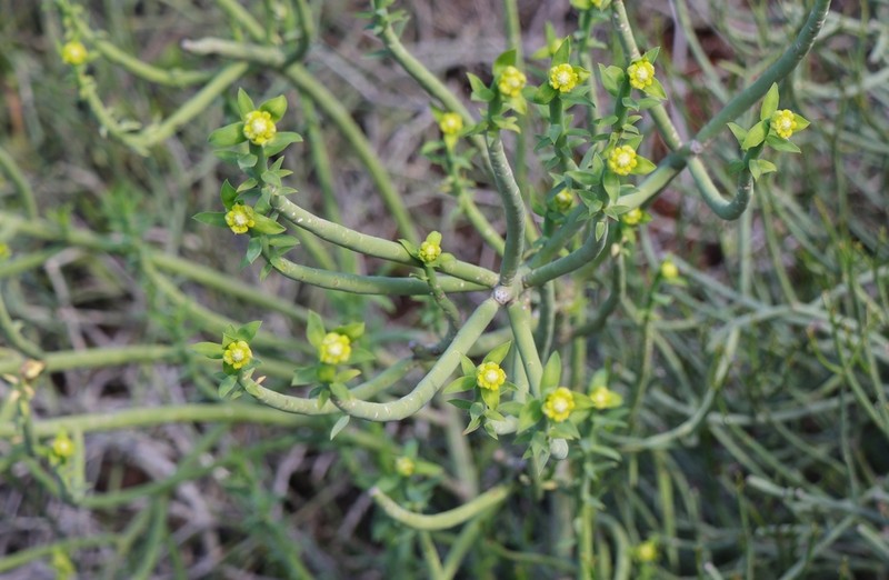 Euphorbia mauritanica photo 7