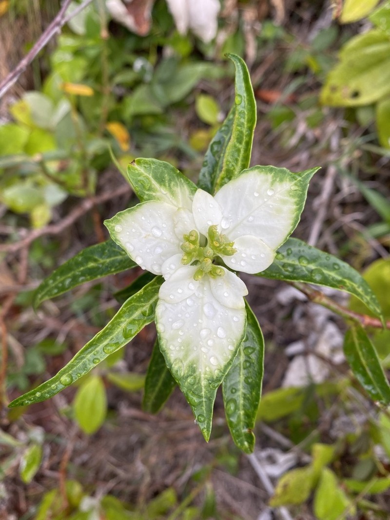 Euphorbia mayfieldii