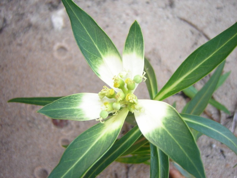 Euphorbia mayfieldii photo 2