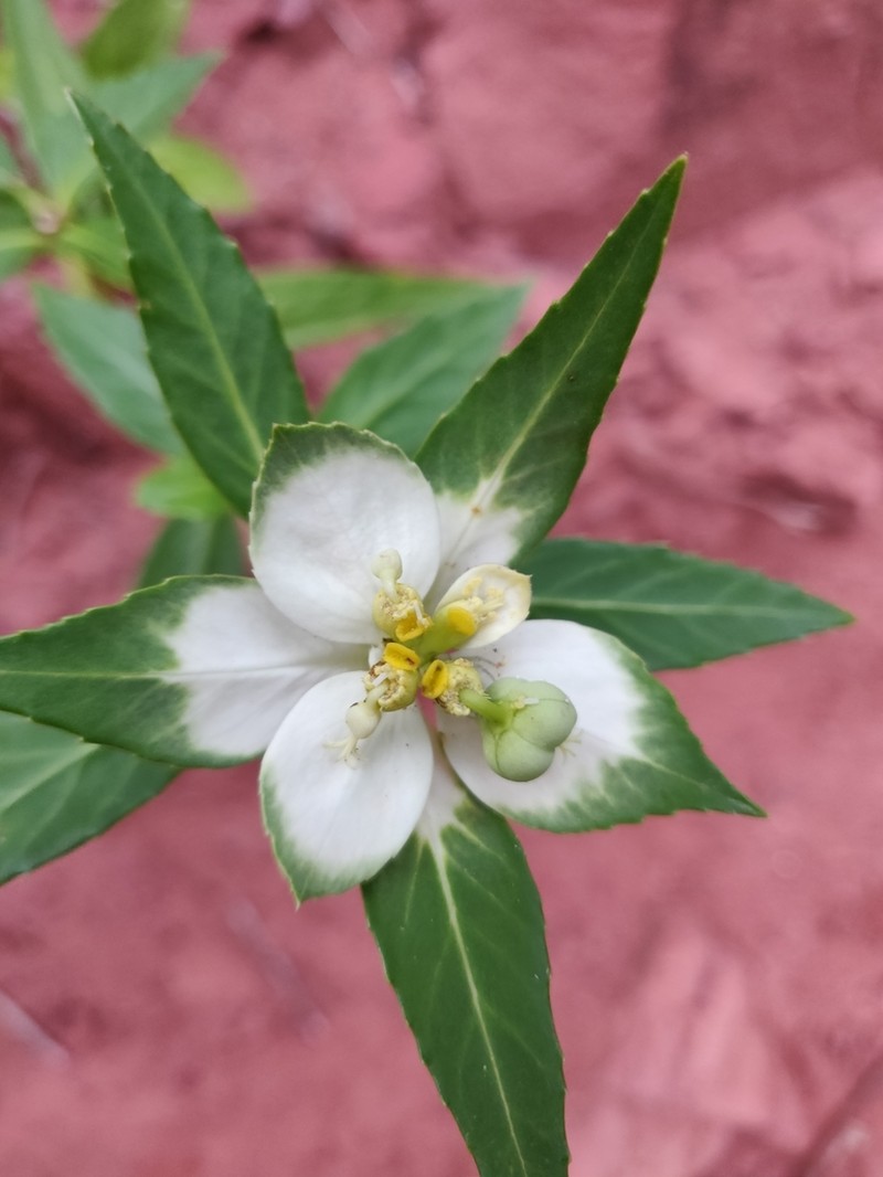 Euphorbia mayfieldii photo 3