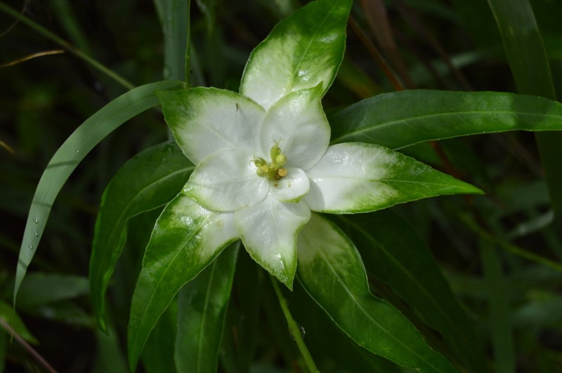 Euphorbia mayfieldii photo 4