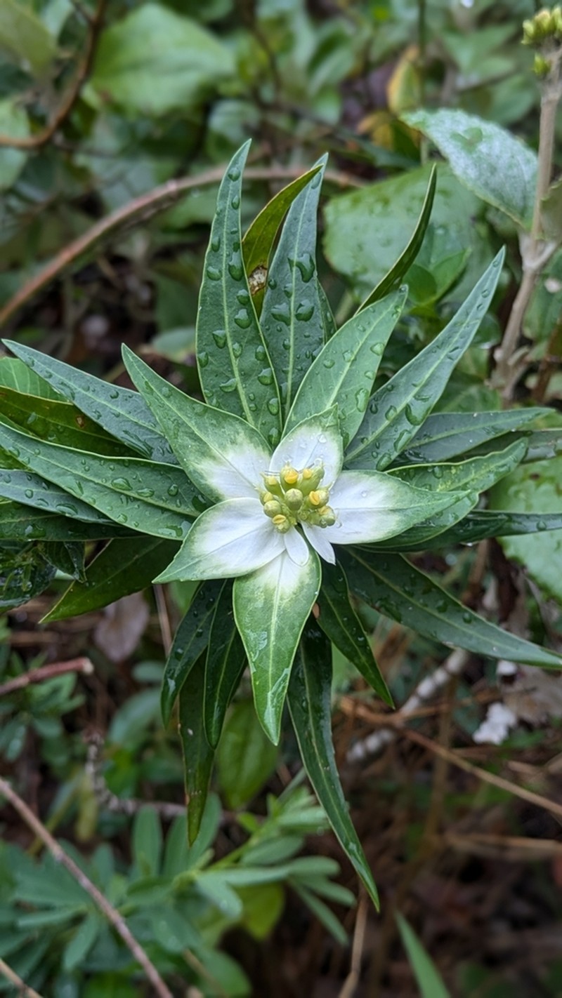 Euphorbia mayfieldii photo 5