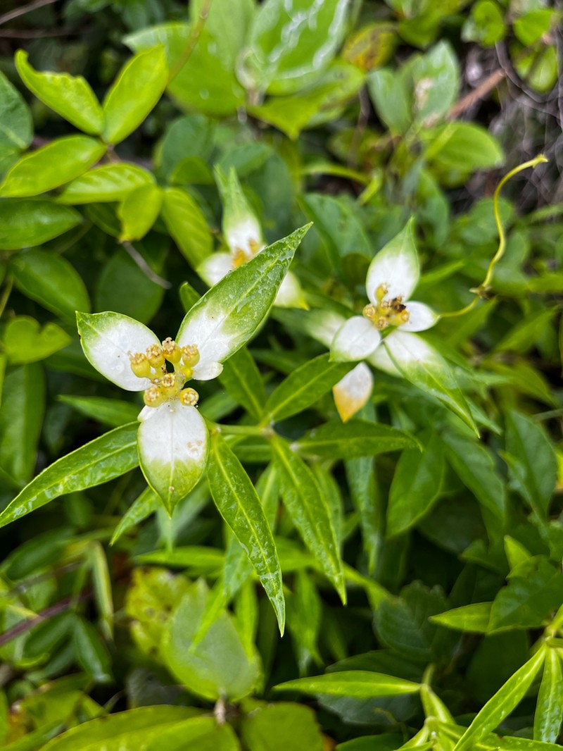 Euphorbia mayfieldii photo 6