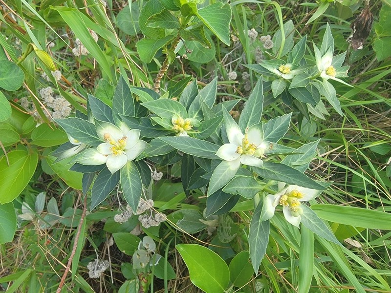 Euphorbia mayfieldii photo 7