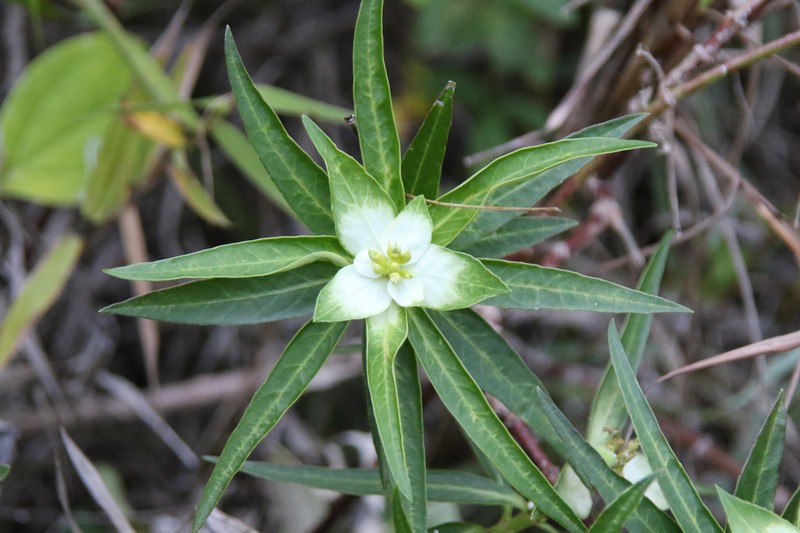Euphorbia mayfieldii photo 8