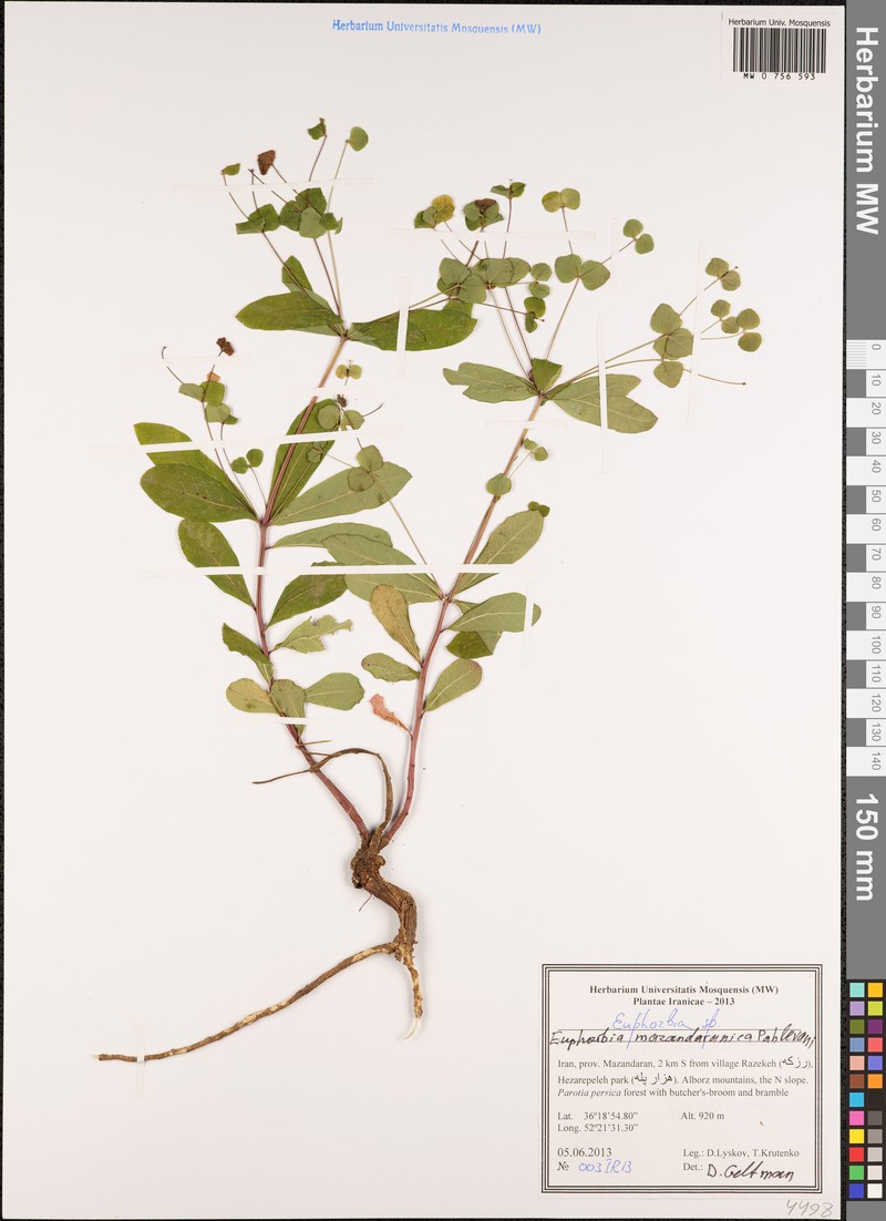 Euphorbia mazandaranica