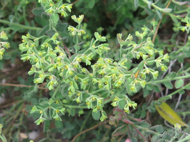 Euphorbia mcvaughiana