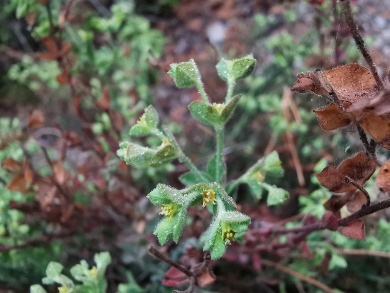 Euphorbia mcvaughiana photo 2